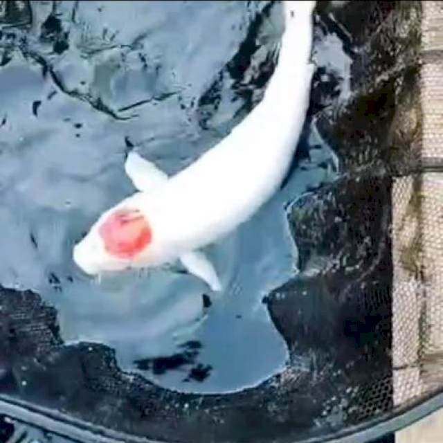 Tanco kohaku ori 60cm#betina