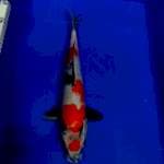 Maruten showa 38 cm up