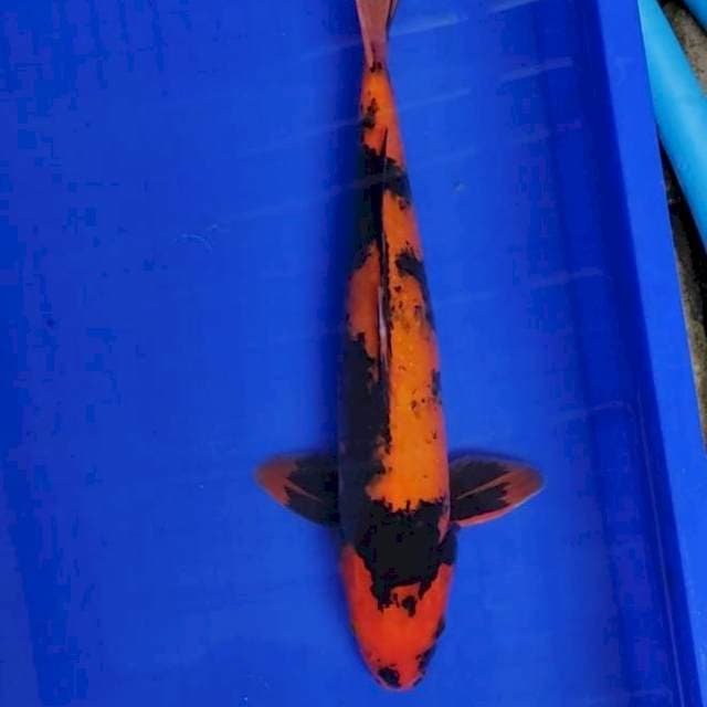 Hi Utsuri 35 cm