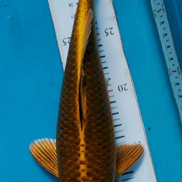 Mukasi