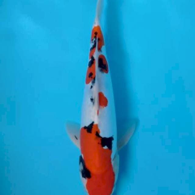 Sanke doit 33cm