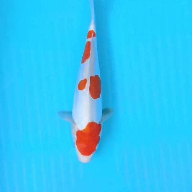 Sanke doit 33cm