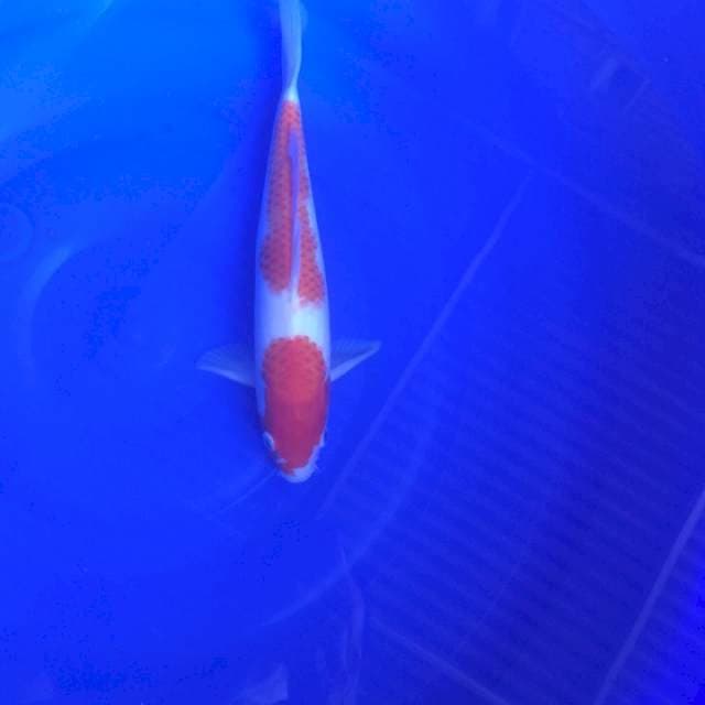 Kohaku joss