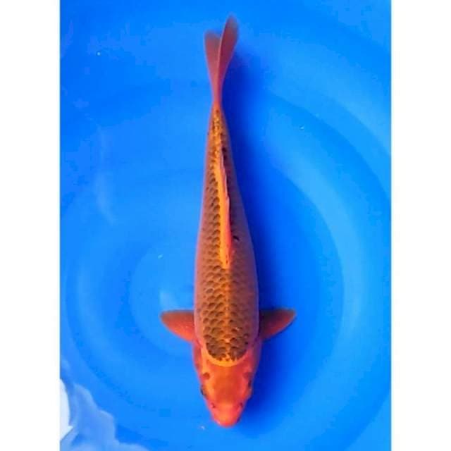 Aka Matsuba Ring Rapi Merah Tembus Perut 38cm (F)