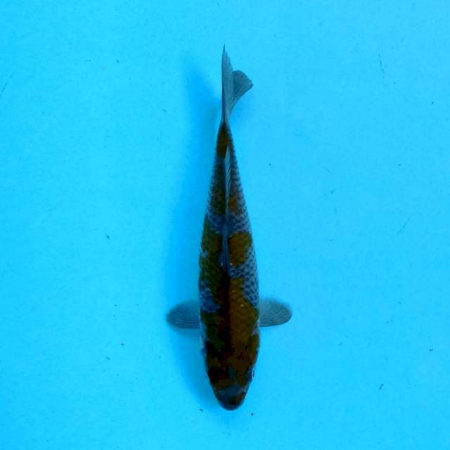 Ochiba 17 cm