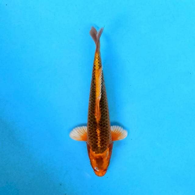 Aka Matsuba 17 cm