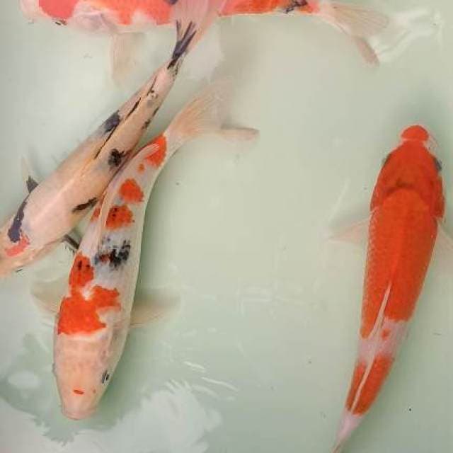 mix 4 ekor 22-23cm