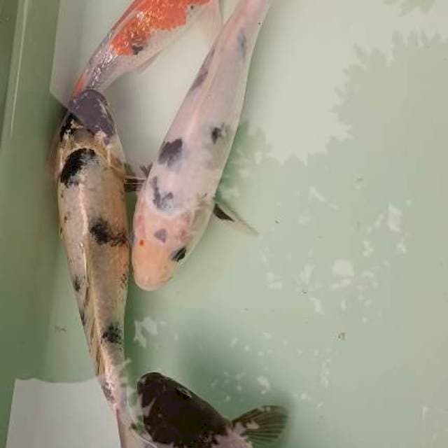 20-23cm mix