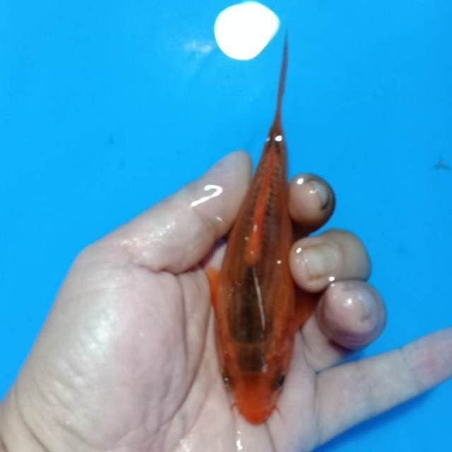F1 Hi asagi 12cm