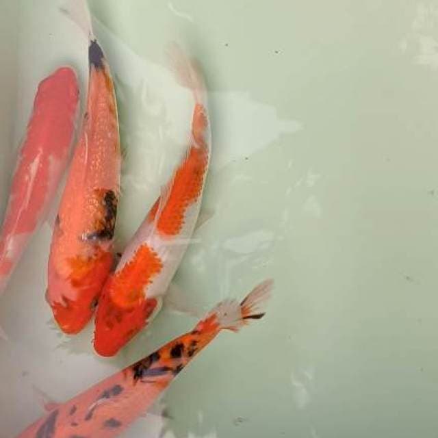 20-25cm mix
