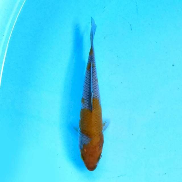 ochiba 15 cm