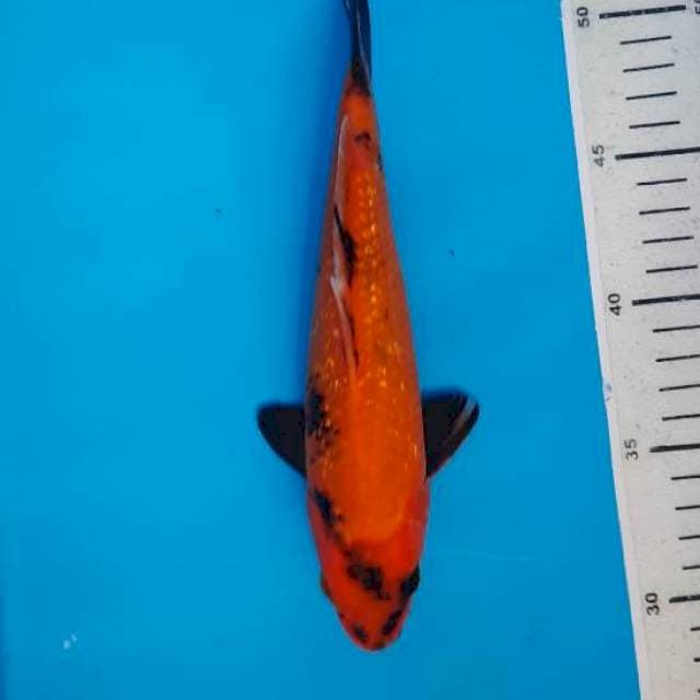Utsuri gindrin 23cm