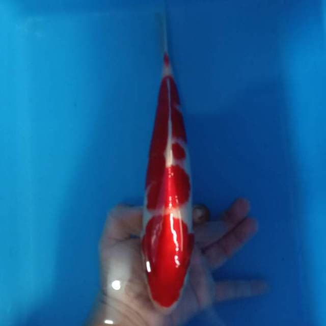 Super merah merona 31cm