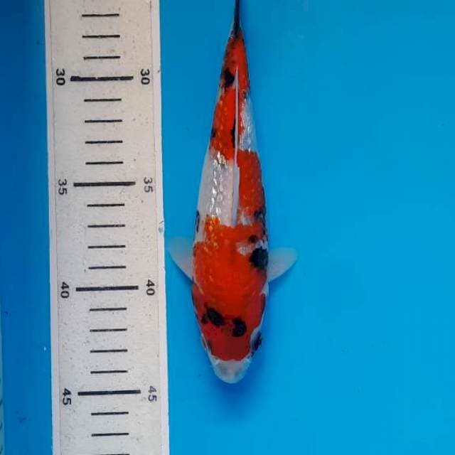 Showa gindrin 20cm 