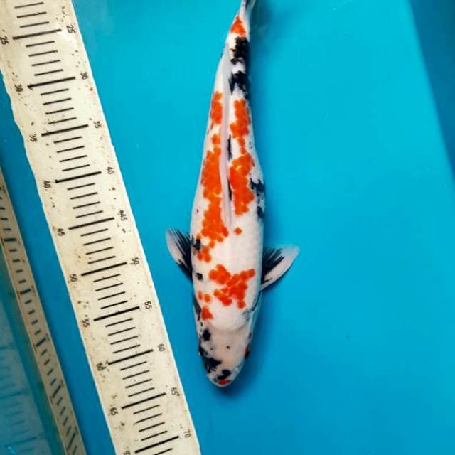 Male 47cm kanoko showa 