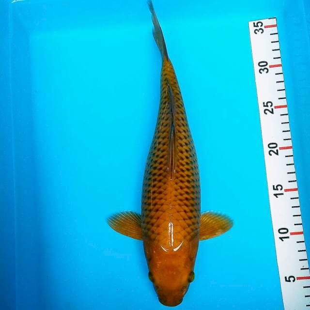 Chagoi 35cm