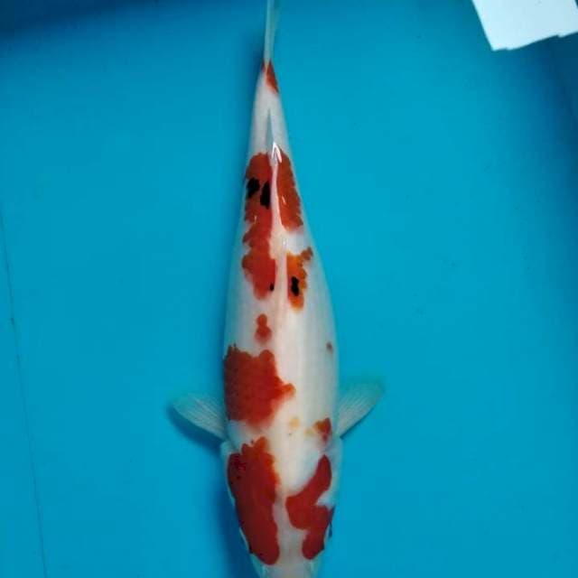 Sanke 34 cm