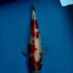 Sanke 34 cm 