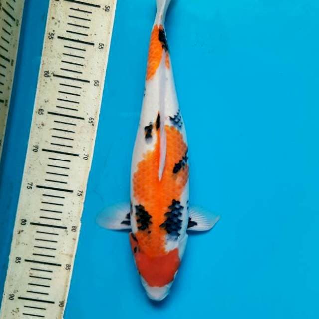 43cm tategoi showa Female