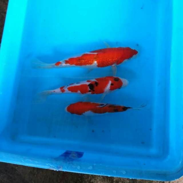 Mix sanke 20cm
