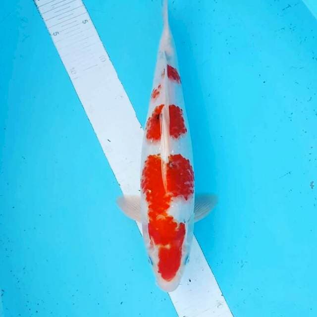 Jantan