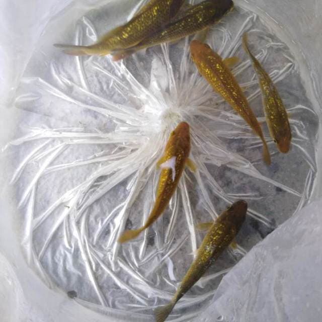 Cagoi tembaga, midorigoi, ociba (ginrin)