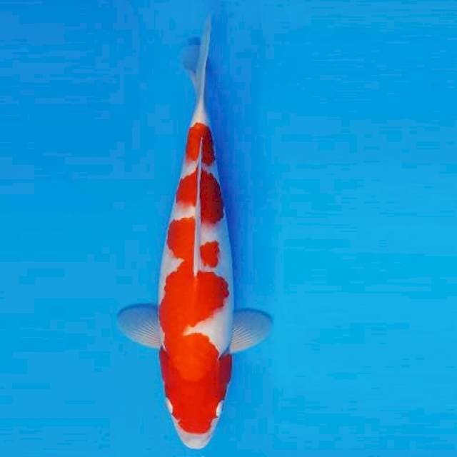HATTORI 2 ~ KOHAKU ™