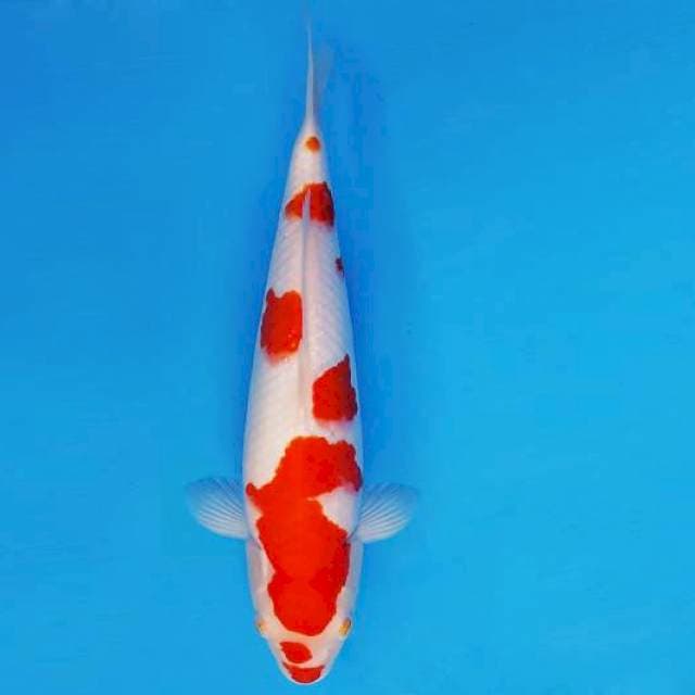 HATTORI 9 ~ KOHAKU ™