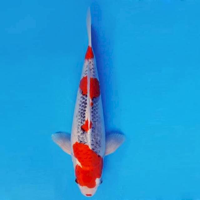 HATTORI 10 ~ GOSHIKI ™