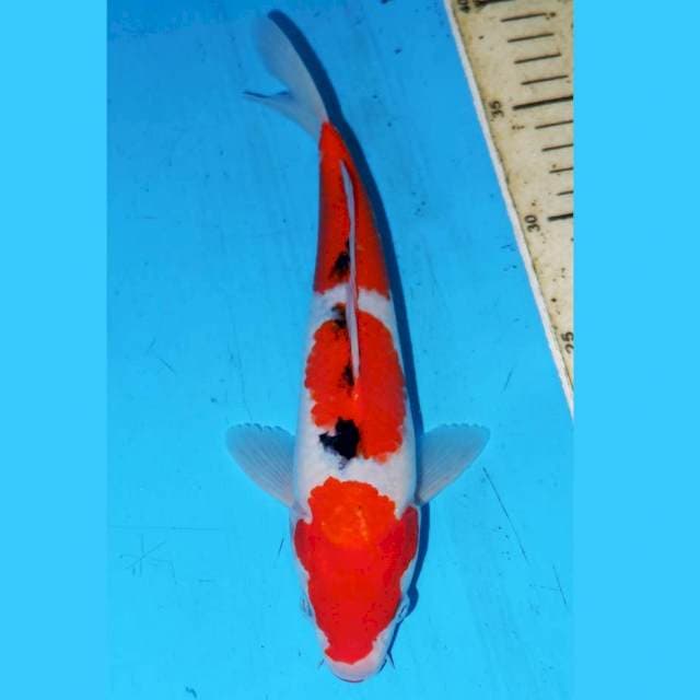 24cm SANKE