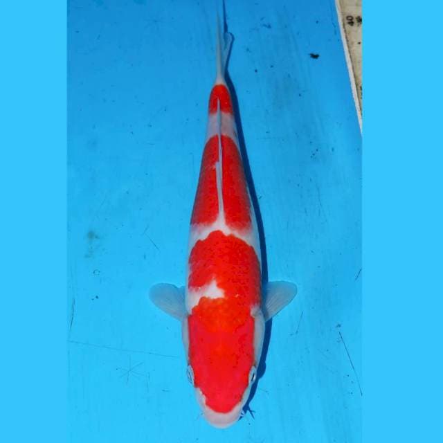 24cm KOHAKU OKE