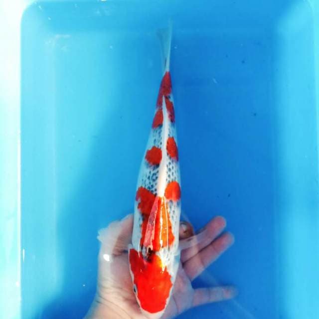 Si indah 1 premium 35cm