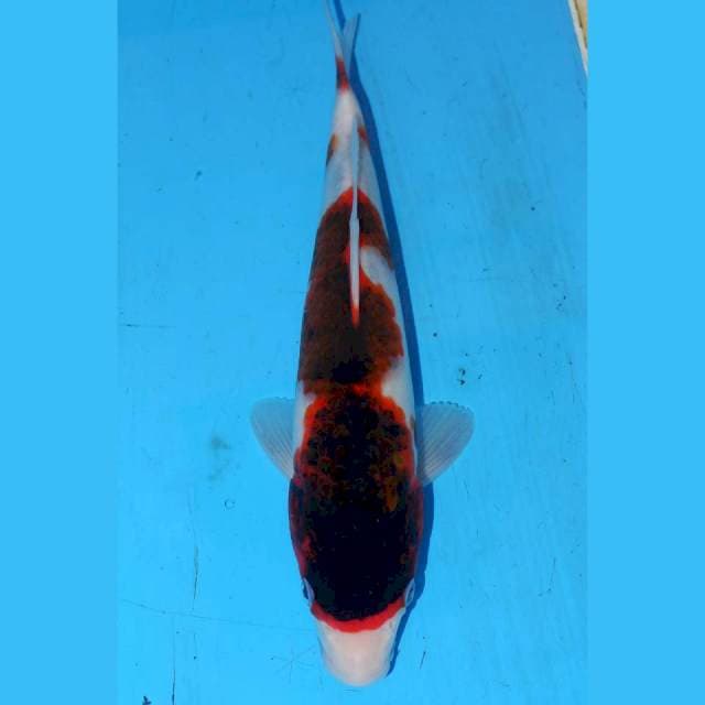 26CM BUDO KOROMO