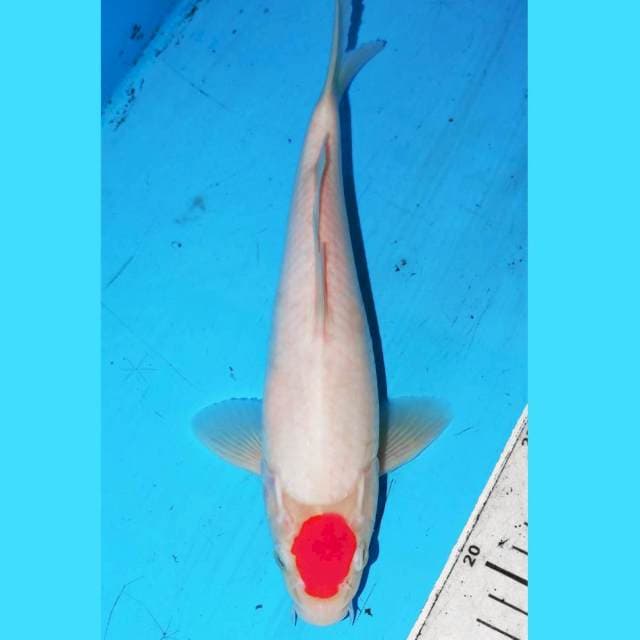 26CM TANCHO KOHAKU