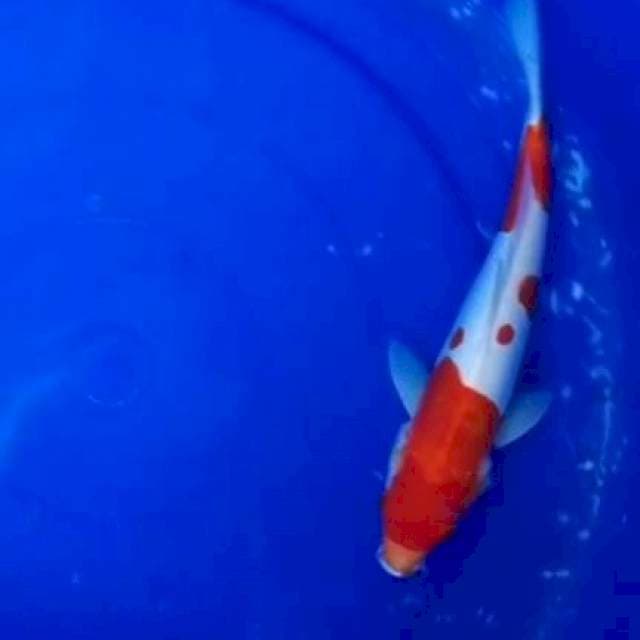 Kohaku red strong