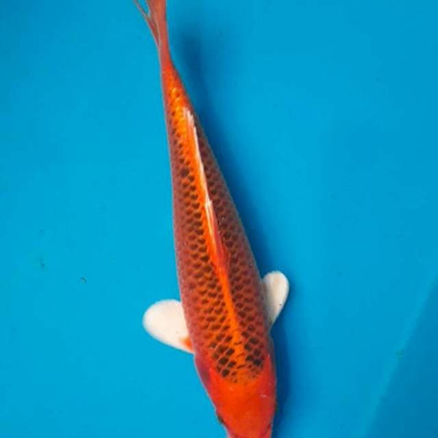 Kin matsuba 26cm