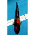 Showa 32cm
