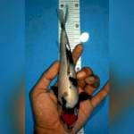 Tc ori tategoi 21cm