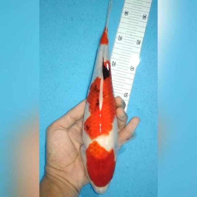 Sanke 29cm f