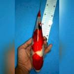 Sanke 29cm f