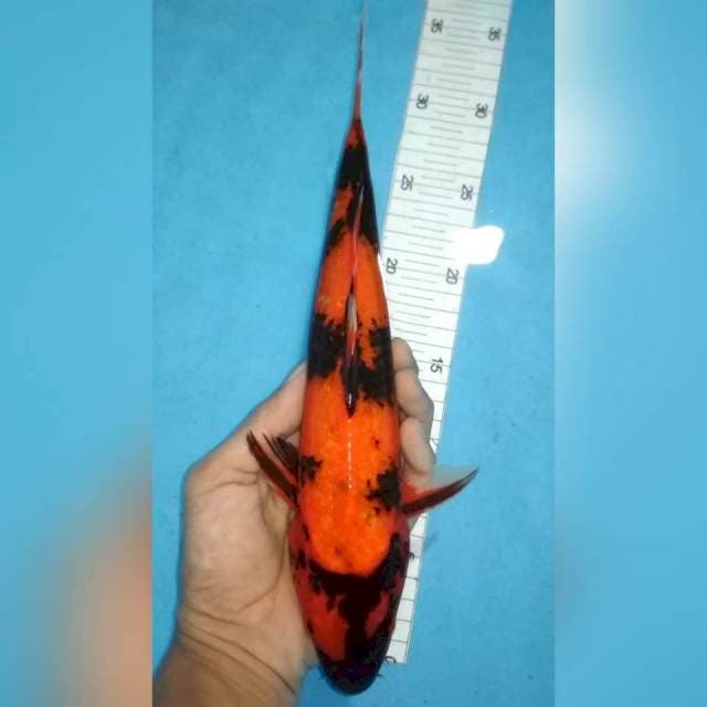 30cm