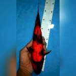 30cm