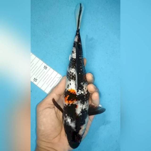 Ginrin 24cm