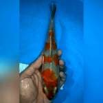 24cm