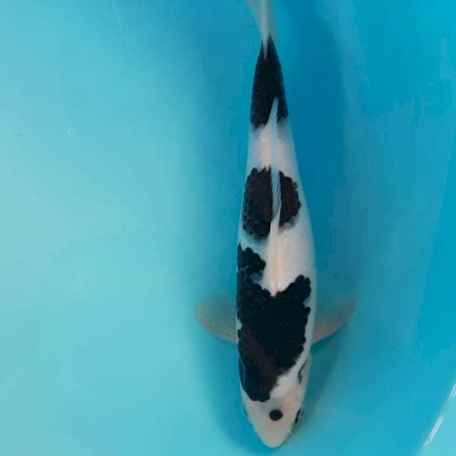 Budo Goromo Step 3 Ori 27cm