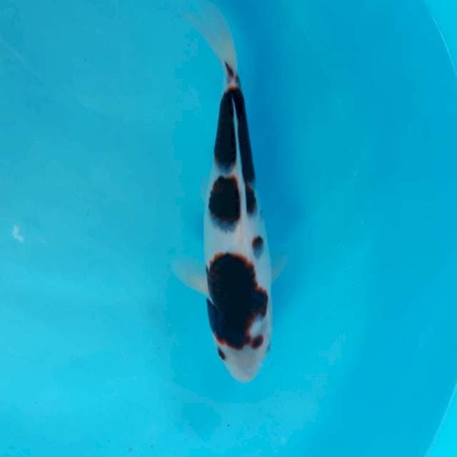 Budo Goromo 23cm