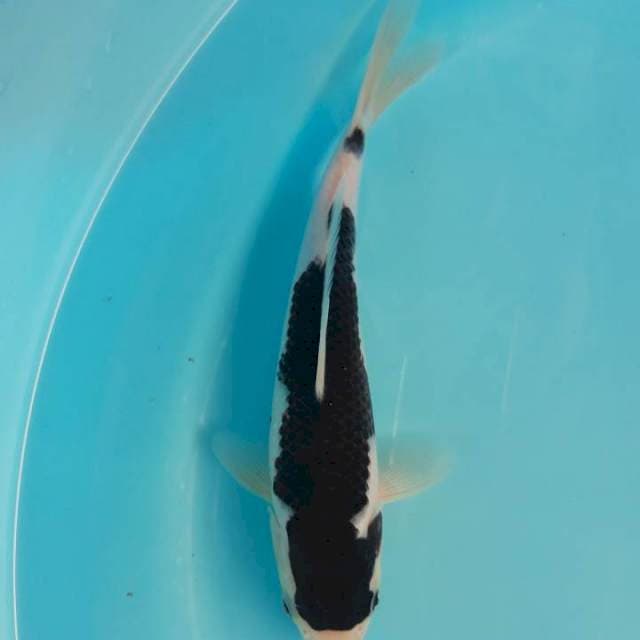 Budo Goromo 27cm