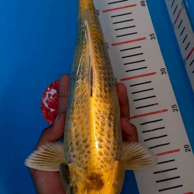 Kin utsuri body joss 34cm