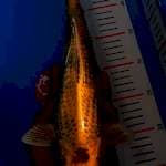 Kin utsuri body joss 34cm