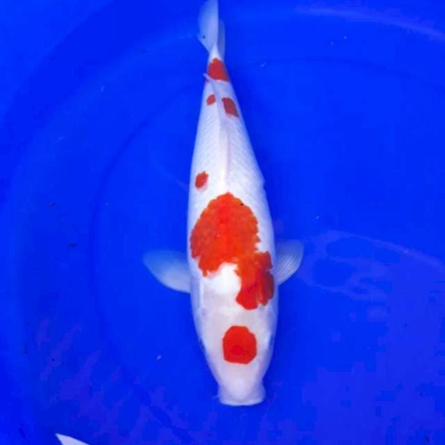 Kohaku tancho